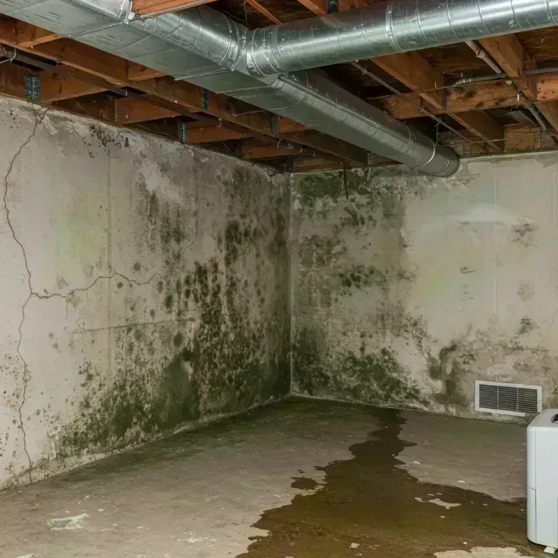 Professional Mold Removal in El Jebel, CO